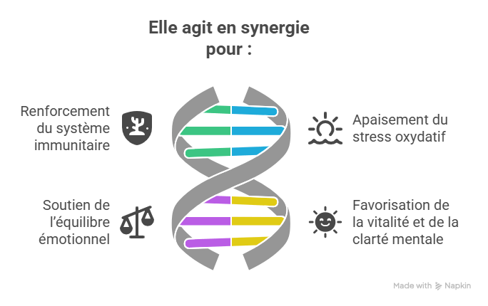 permeabilité intestinal  : suprastin agis en synergie avec alphaone pour  t'accompagner vers la réparation de la muqueuse intestinal.