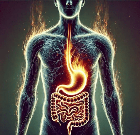 Lien entre l’hyperperméabilité intestinale et l’inflammation systémique chronique.