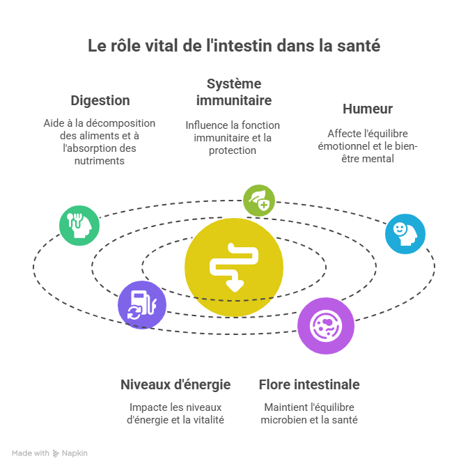 Image symbolisant le rôle vital des intestins comme chef d’orchestre de la santé globale, illustrant leur influence sur la digestion, l’immunité, l’énergie et l’équilibre émotionnel.