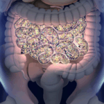 Illustration colorée représentant le microbiote intestinal, avec des bactéries bénéfiques variées et dynamiques, symbolisant l’équilibre et la diversité nécessaires à une bonne santé globale.