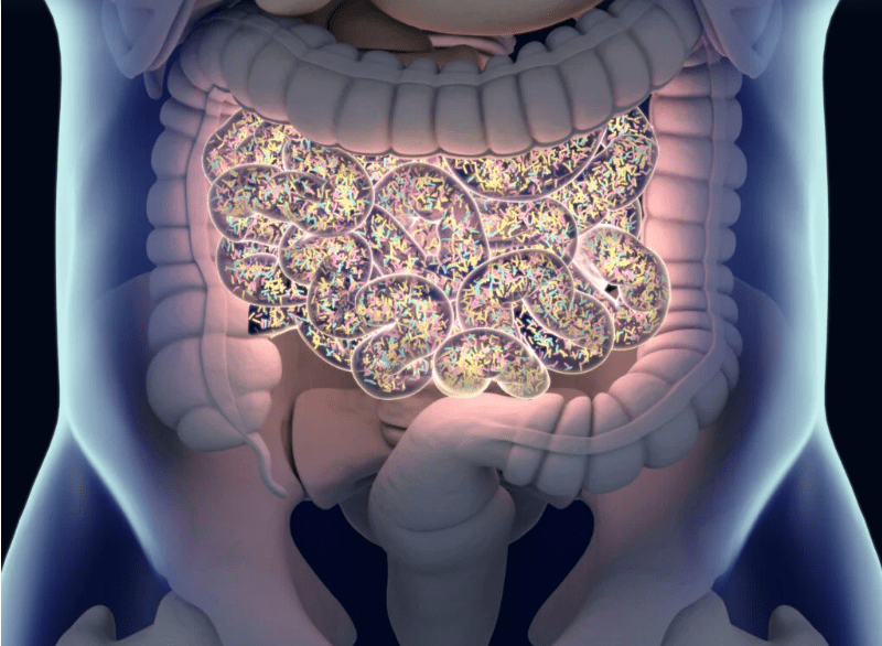 Illustration colorée représentant le microbiote intestinal, avec des bactéries bénéfiques variées et dynamiques, symbolisant l’équilibre et la diversité nécessaires à une bonne santé globale.