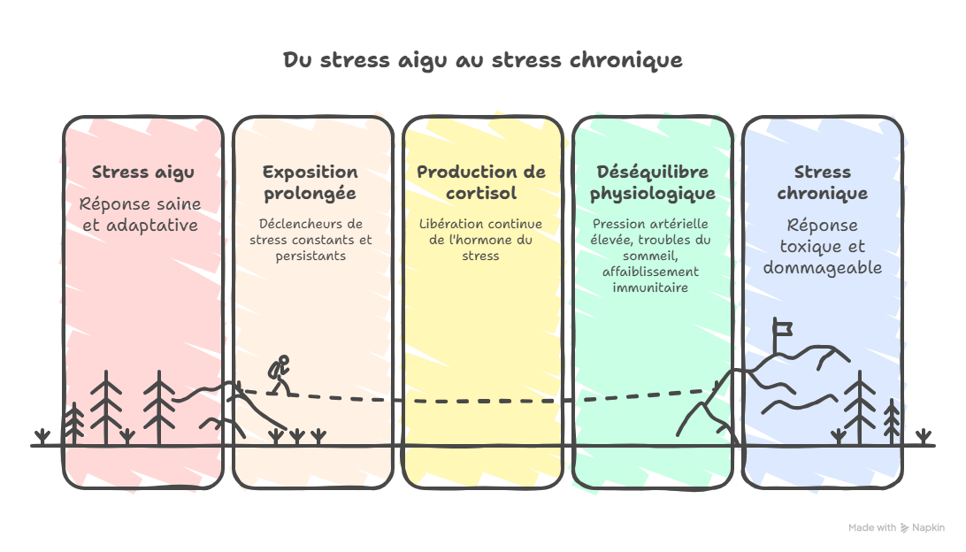 Schéma sur la progression du stress aigu au stress chronique et le déséquilibre systémique avec impact sur le système nerveux et les organes.