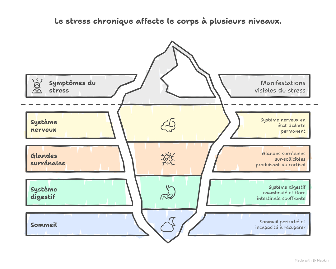Infographie montrant comment le stress déséquilibre l'organisme de manière systémique