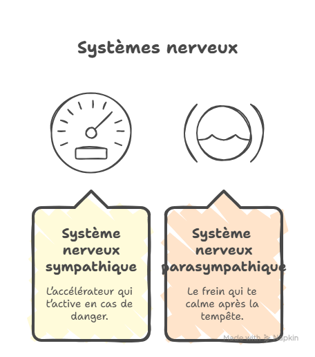 Cohérence cardiaque : équilibre entre système nerveux sympathique et parasympathique