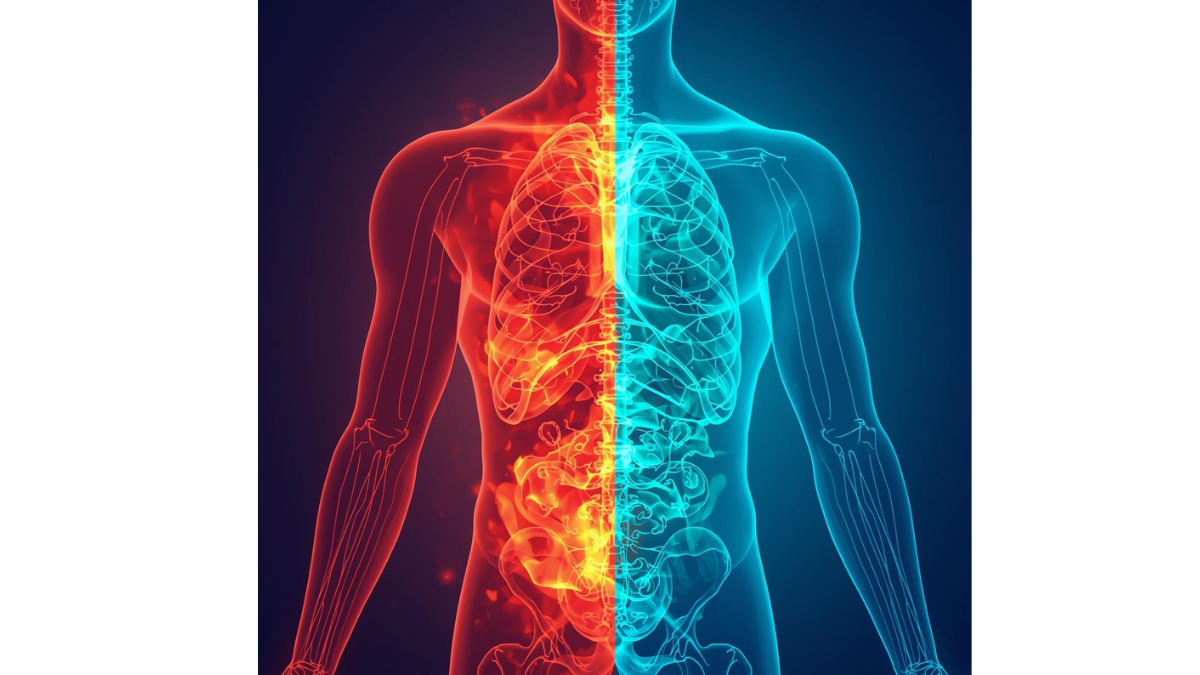 Transformation du corps humain divisé verticalement : côté gauche rouge-orange montrant l'inflammation chronique causée par le sucre blanc, côté droit bleu apaisant illustrant la guérison et la santé intestinale retrouvée après l'arrêt du sucre blanc, avec les organes digestifs visibles au centre.