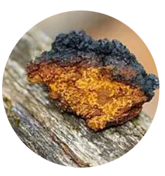 Chaga