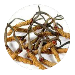 Cordyceps sinensis