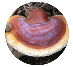 Reishi