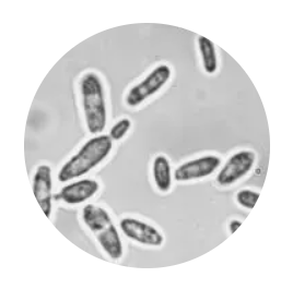 Saccharomyces Bayanus