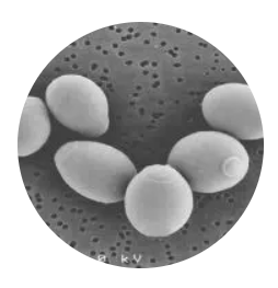 Saccharomyces Boulardii