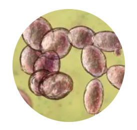 Saccharomyces Cerevisiae