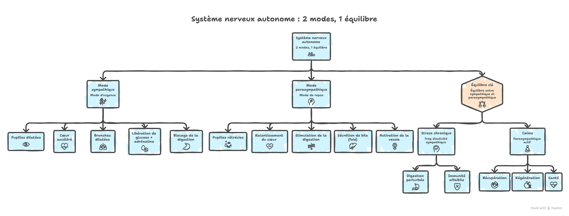 Infographie en arbre présentant le système nerveux autonome divisé en deux branches : le mode sympathique (urgence) avec ses effets — pupilles dilatées, cœur accéléré, bronches dilatées, libération de glucose et d'adrénaline, blocage de la digestion — et le mode parasympathique (repos) avec ses effets — pupilles rétrécies, ralentissement du cœur, stimulation de la digestion, sécrétion de bile, activation de la vessie. Un troisième nœud illustre l'équilibre clé : le stress chronique perturbe la digestion et affaiblit l'immunité, tandis que le calme active la récupération, la régénération et la santé.